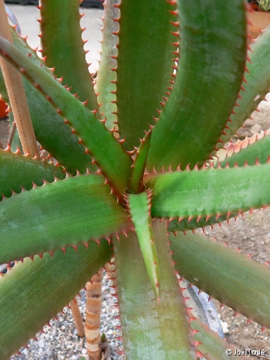 Aloe rupestris PR ex Lavranos, RSA ©JLcoll.353